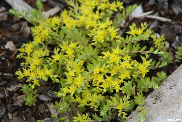 sedum